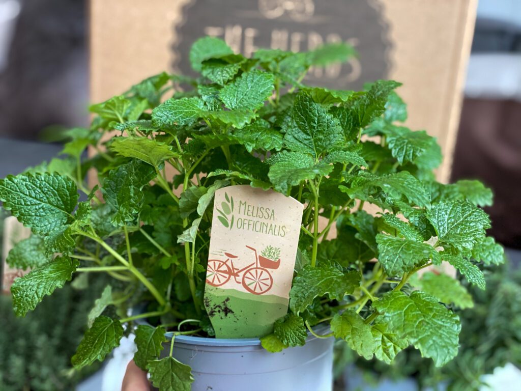 citroenmelisse verse kruiden gebruiken in de keuken
