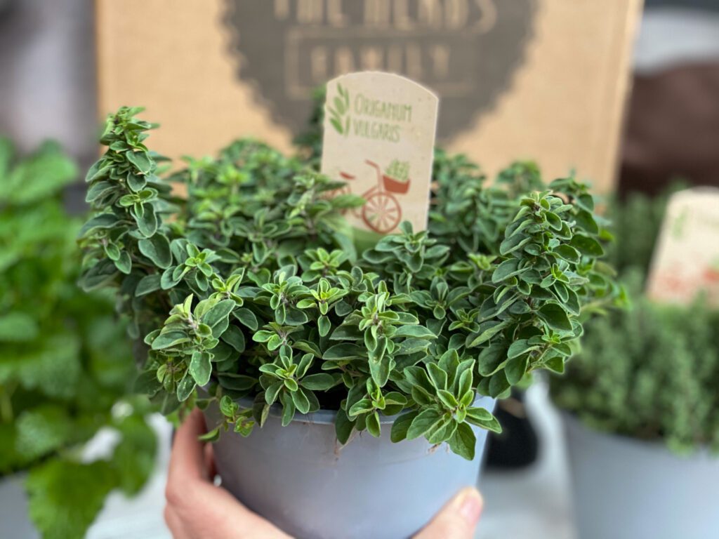 koken met verse kruiden oregano