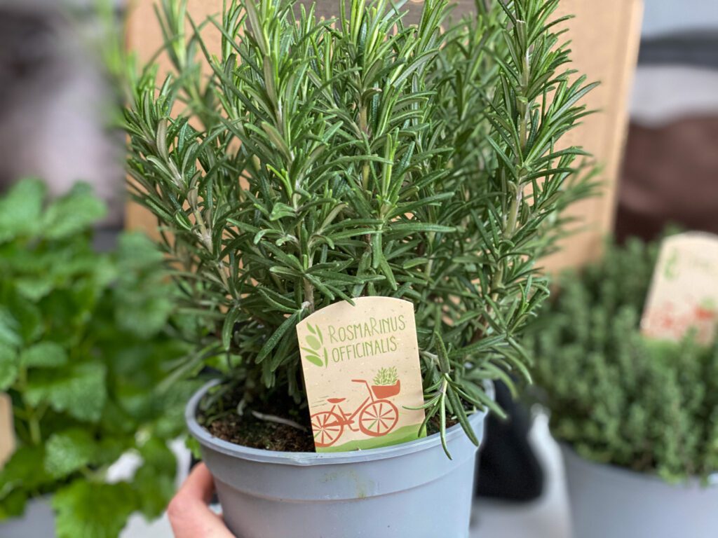 koken met verse rozemarijn