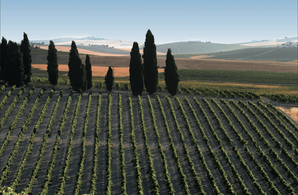 Landschap van de Jerez regio voor de Sherry wijnen