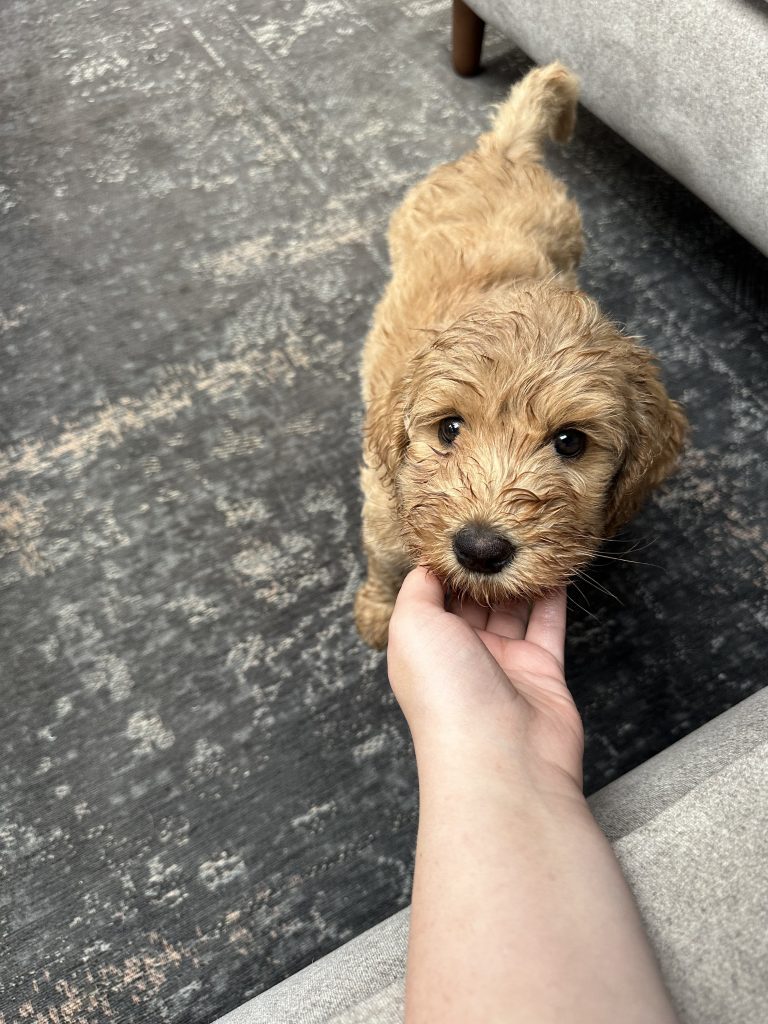 Thuis bij familie over de kook augustus
