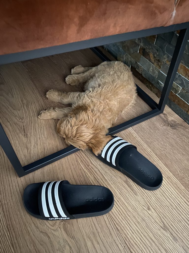 Thuis bij familie over de kook augustus