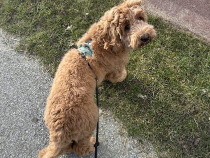 Thuis bij Familie over de Kook - week 7