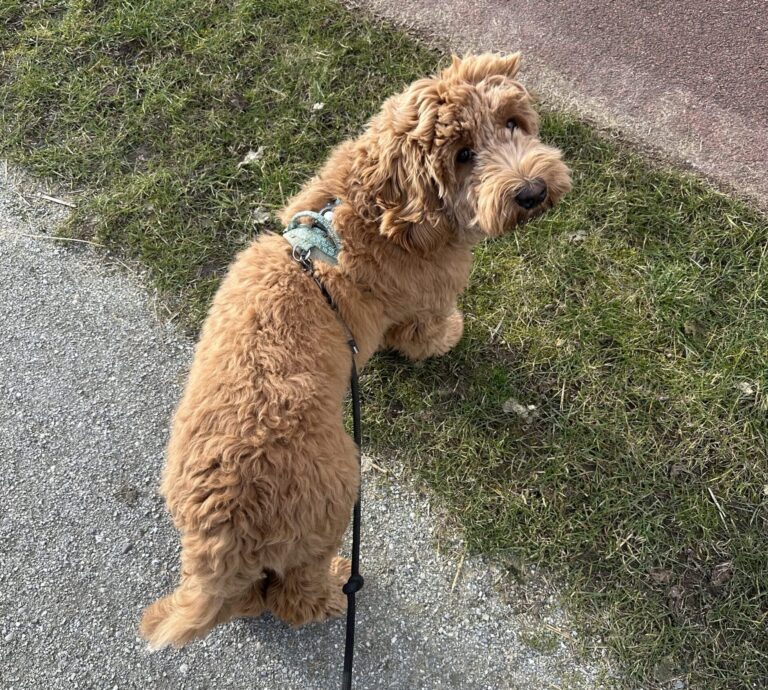 Thuis bij Familie over de Kook - week 7