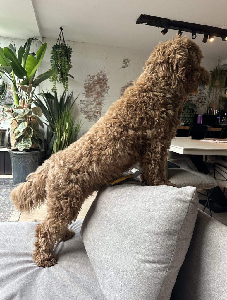 Thuis bij Familie over de Kook – week 11