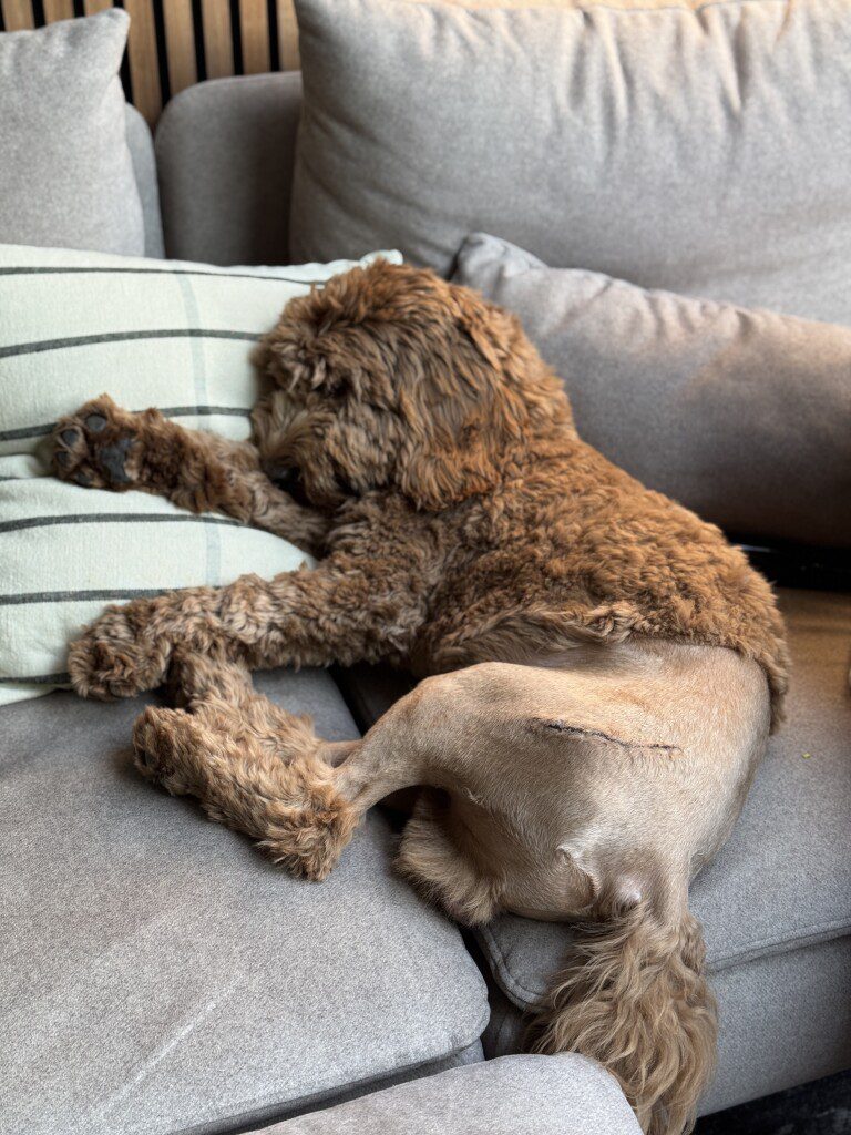 Thuis bij Familie over de Kook – week 15