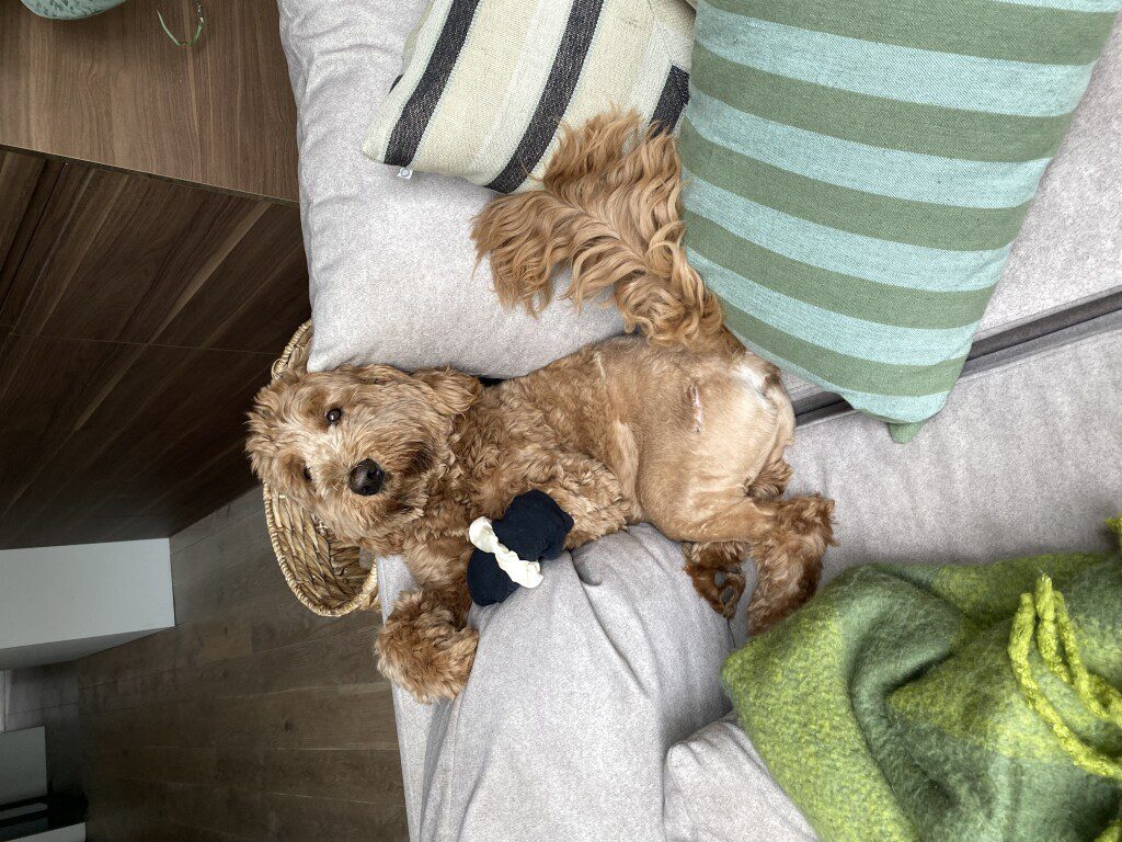 Thuis bij Familie over de Kook – week 17