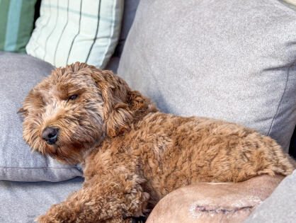 Thuis bij Familie over de Kook – Week 14