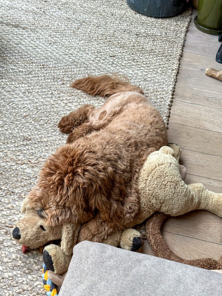 Thuis bij Familie over de Kook – week 19