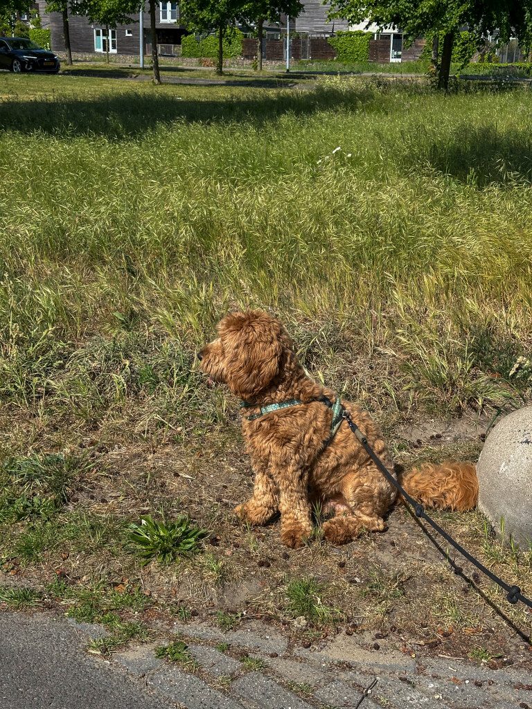 Thuis bij Familie over de Kook – week 20