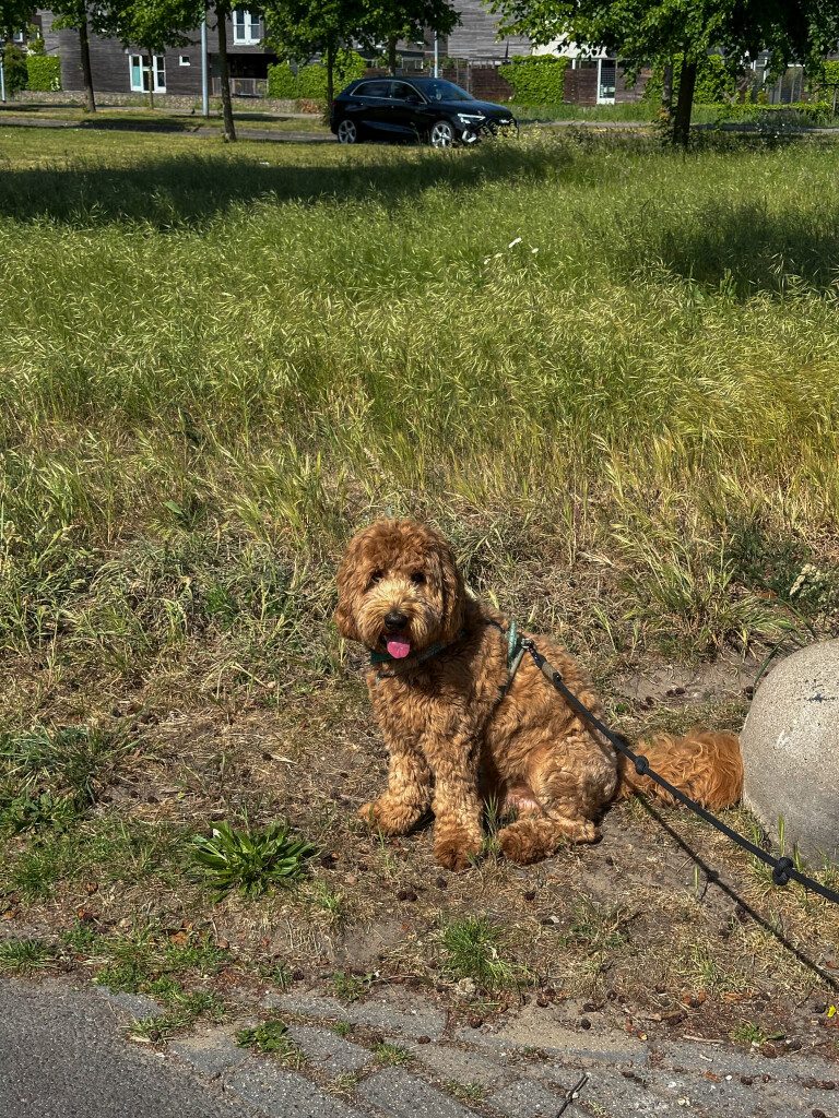 Thuis bij Familie over de Kook – week 20