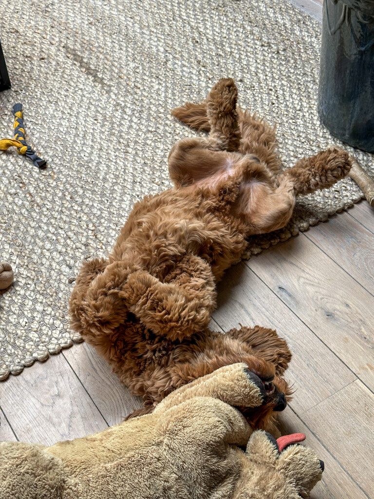 Thuis bij Familie over de Kook – week 20