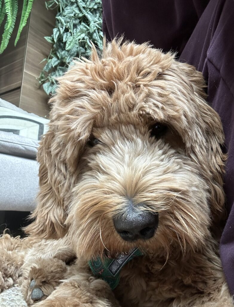 Thuis bij Familie over de Kook: week 21