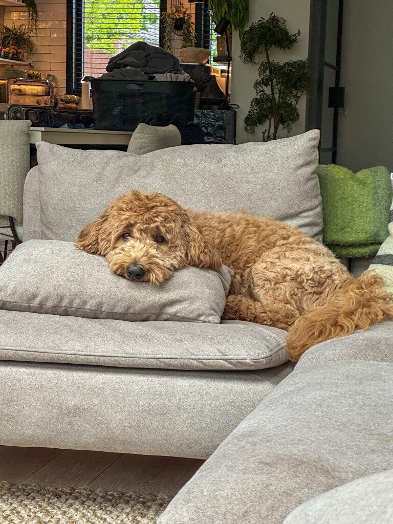 Thuis bij Familie over de Kook – week 22