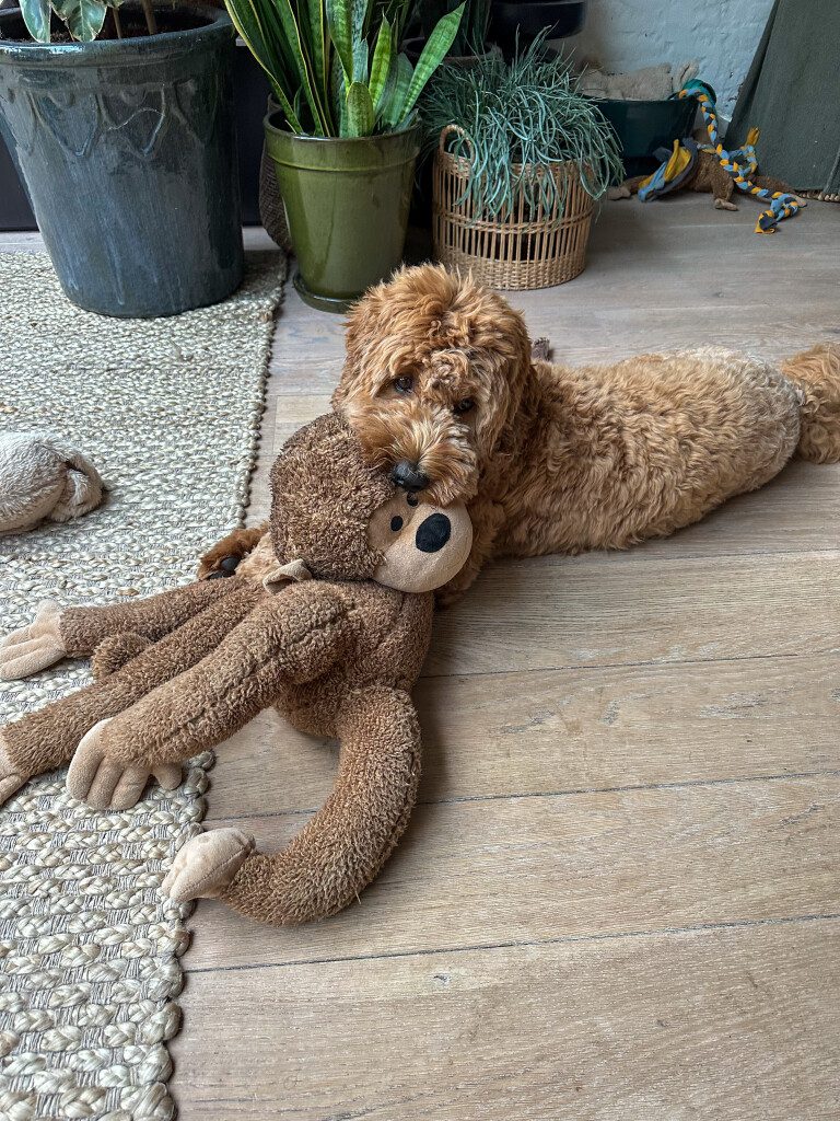 Thuis bij Familie over de Kook week 23