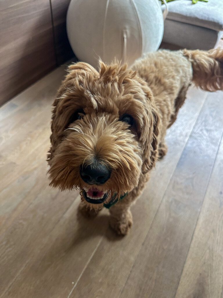 Thuis bij Familie over de Kook: week 25