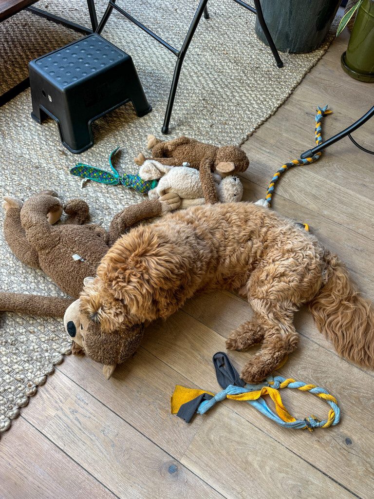 Thuis bij familie over de kook: week 26