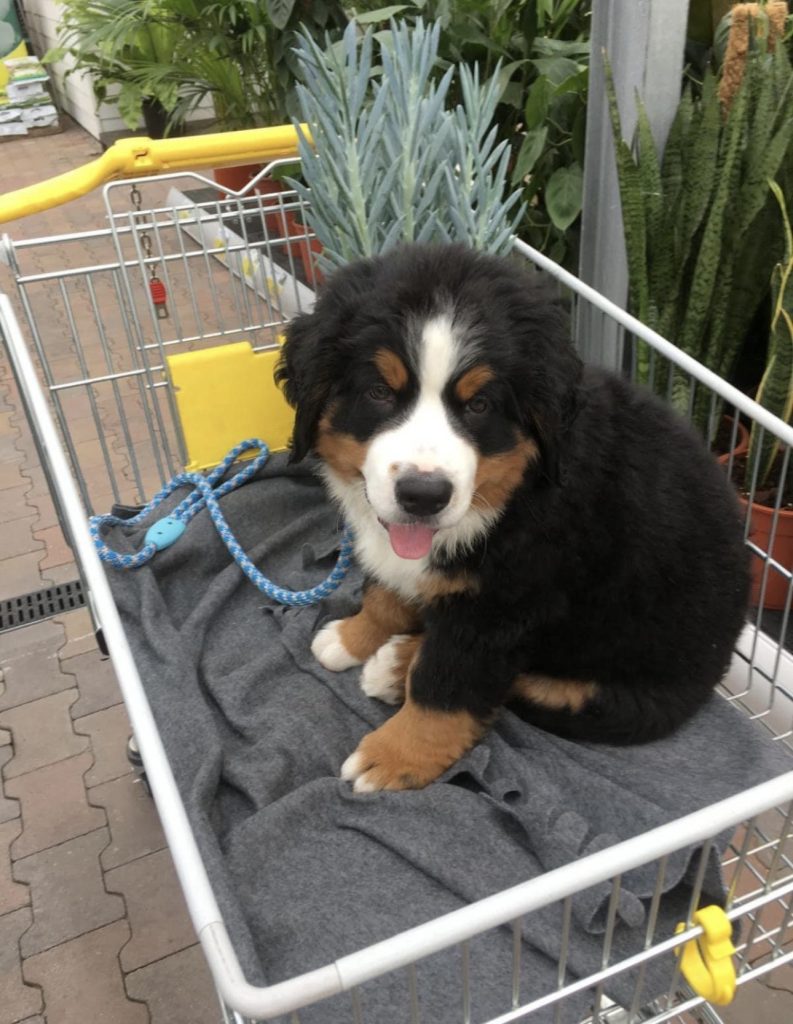 Thuis bij familie over de kook: week 30