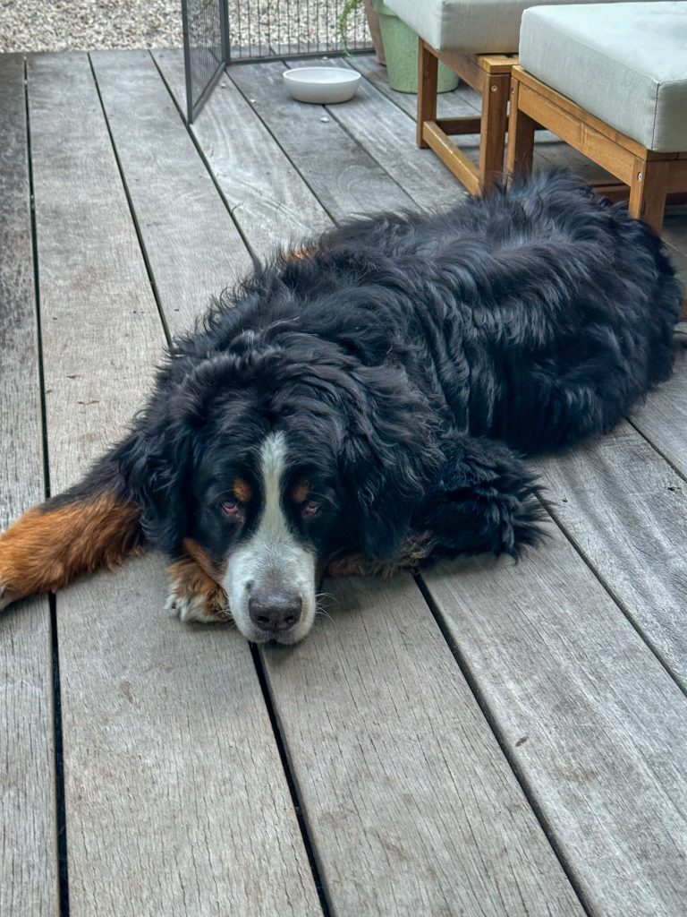 Thuis bij familie over de kook: week 28