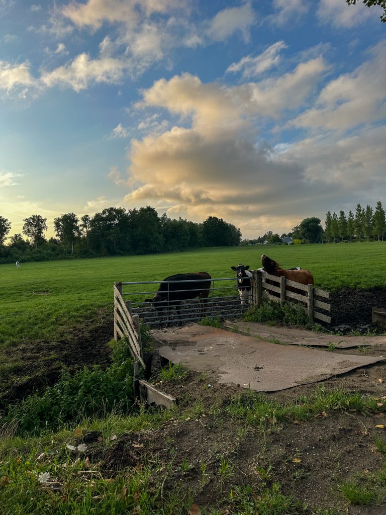 Thuis bij familie over de kook: week 30