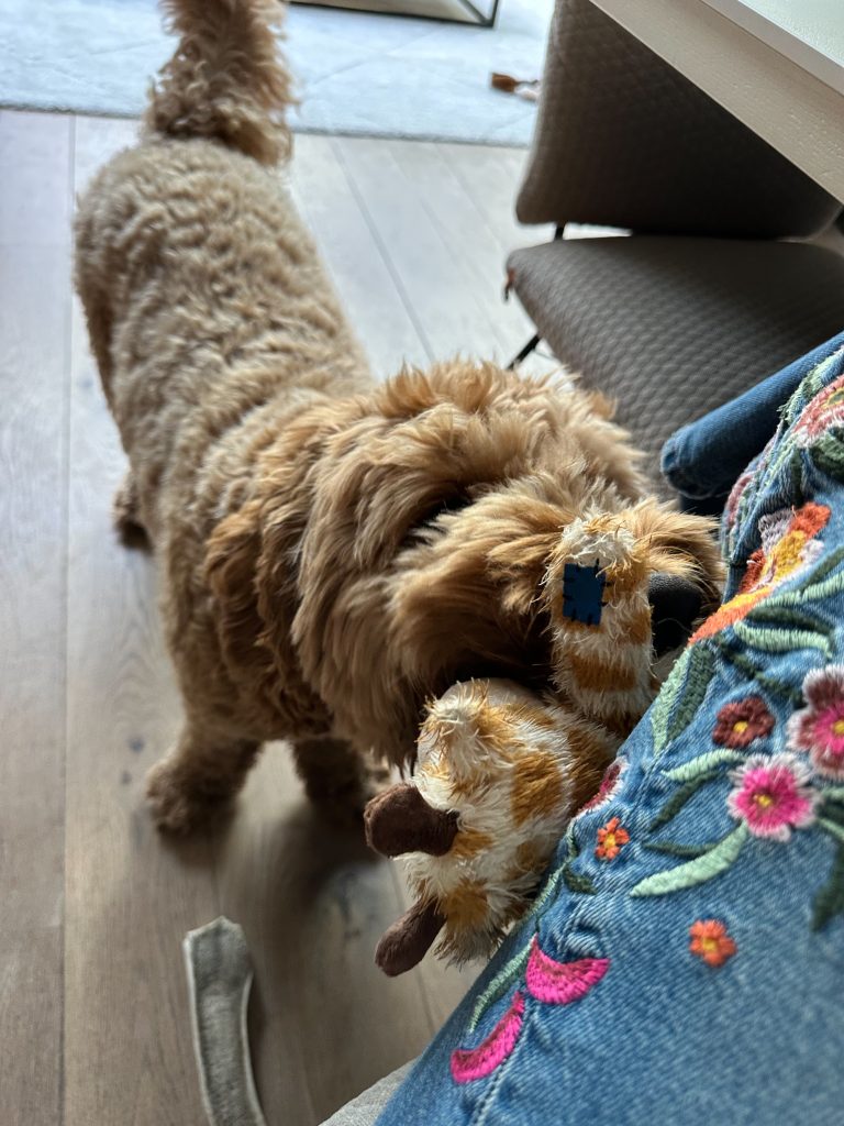 Thuis bij familie over de kook: week 35