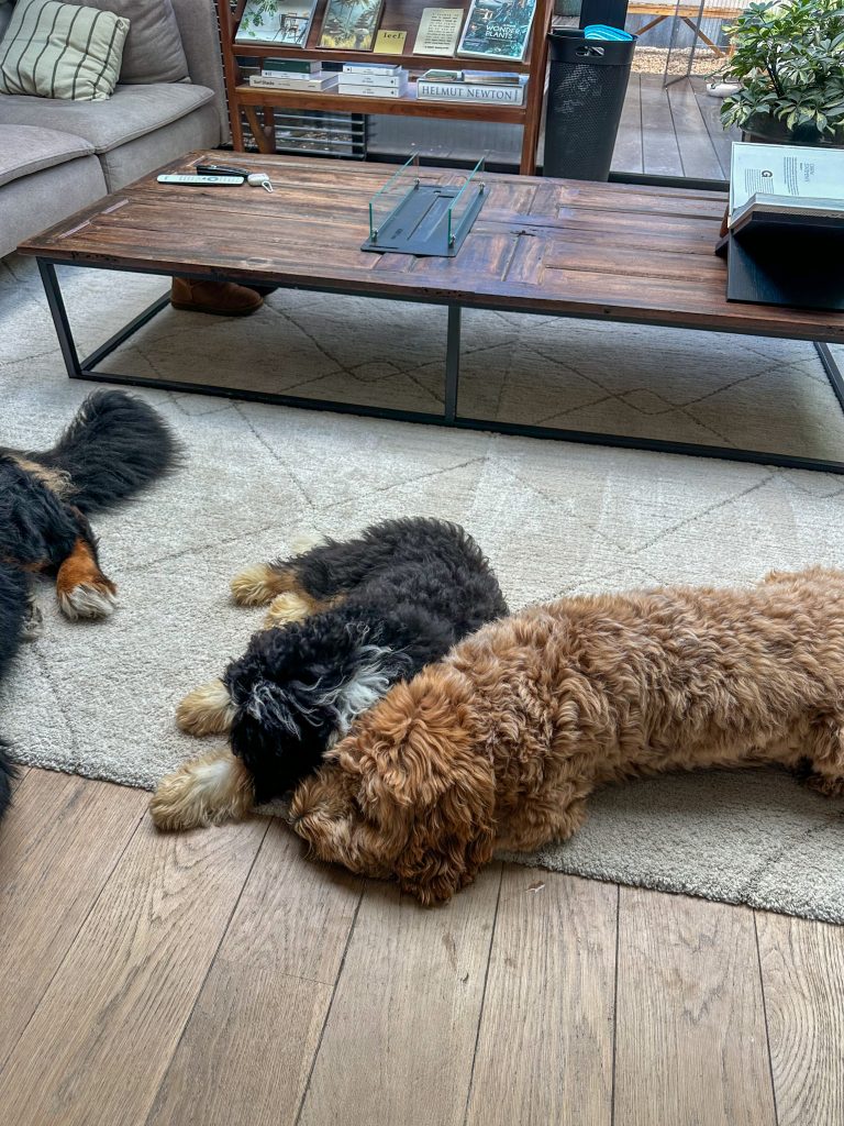 Thuis bij Familie over de kook week 39 - Teun en Legend liggen gezellig samen te slapen op het vloerkleed