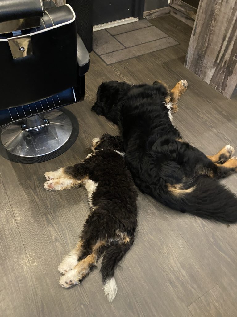 Twee honden slapen in de barbershop