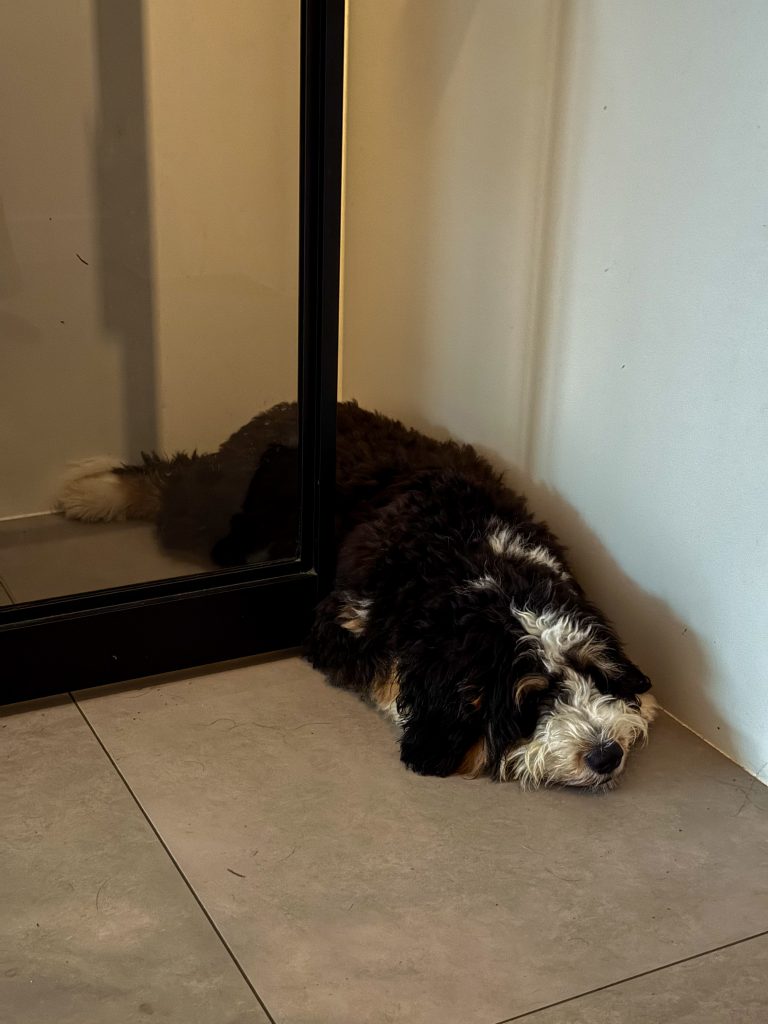 bernedoodle slaapt achter de deur