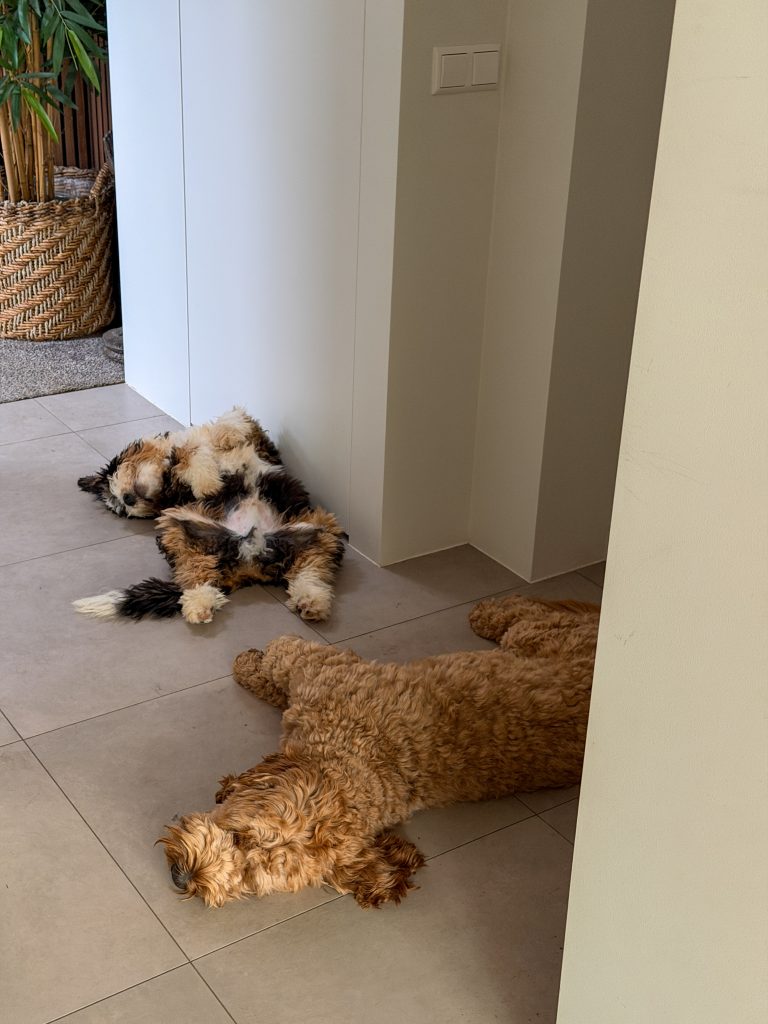 honden liggen languit op de stenen vloer in de hal