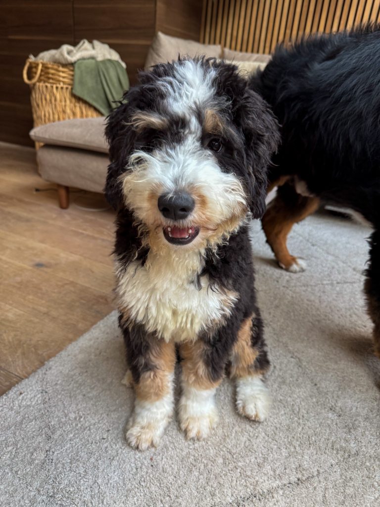 Bernedoodle Legend kijkt vrolijk in de camera