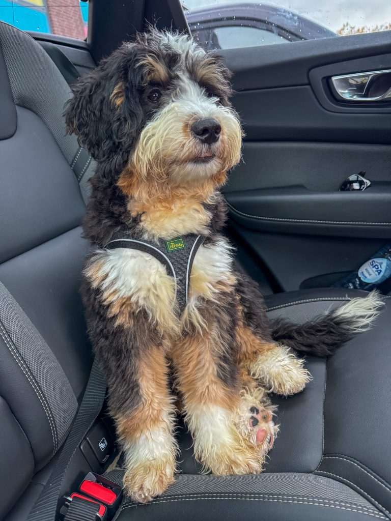 Legend de hond zit in de auto - Thuis bij Familie over de Kook week 41