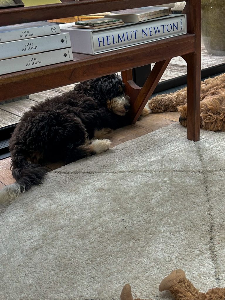 twee honden slapen onder de tafel