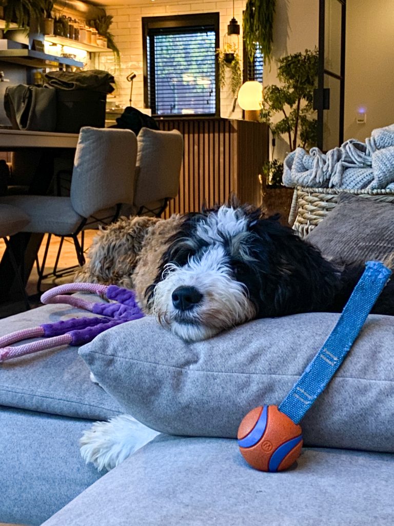 Pup Legend ligt op de bank met een speeltje