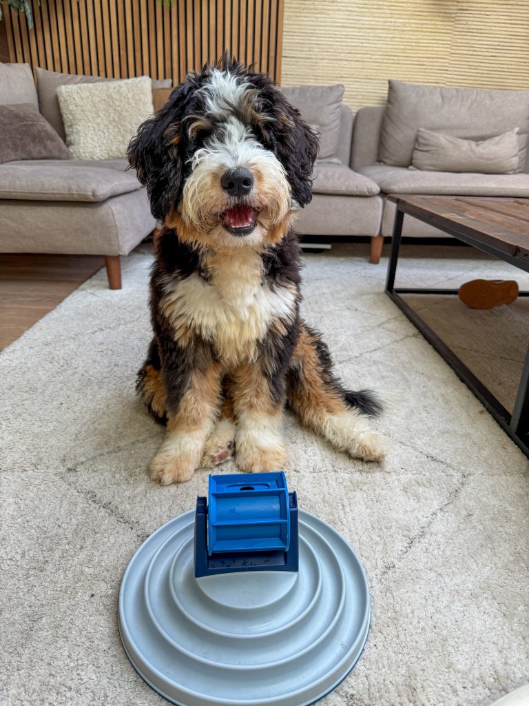 bernedoodle legend kijkt in de camera