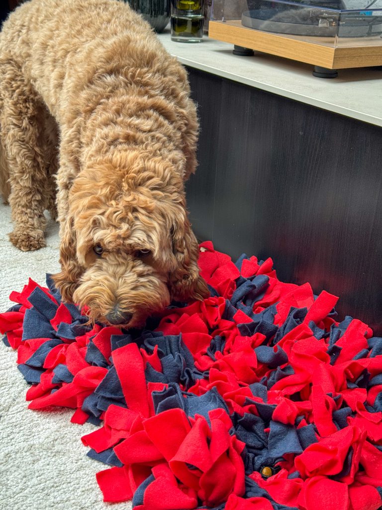 teun speelt enthousiast met een rood-blauwe snuffelmat