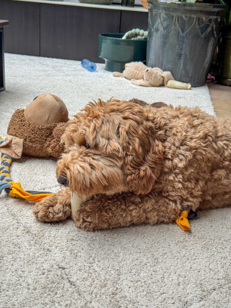 labradoodle Teun ligt aan zijn bot te knagen