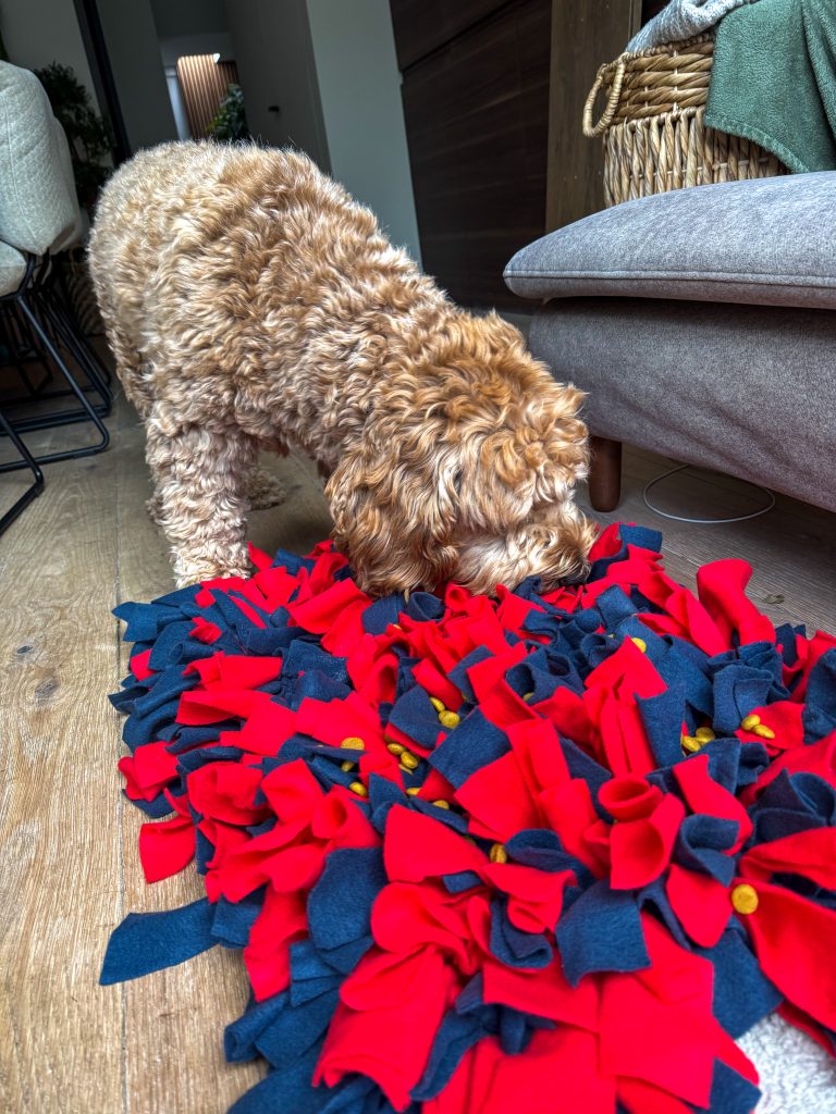 Teun snuffelt en speelt met een rood-blauwe snuffelmat op de vloer