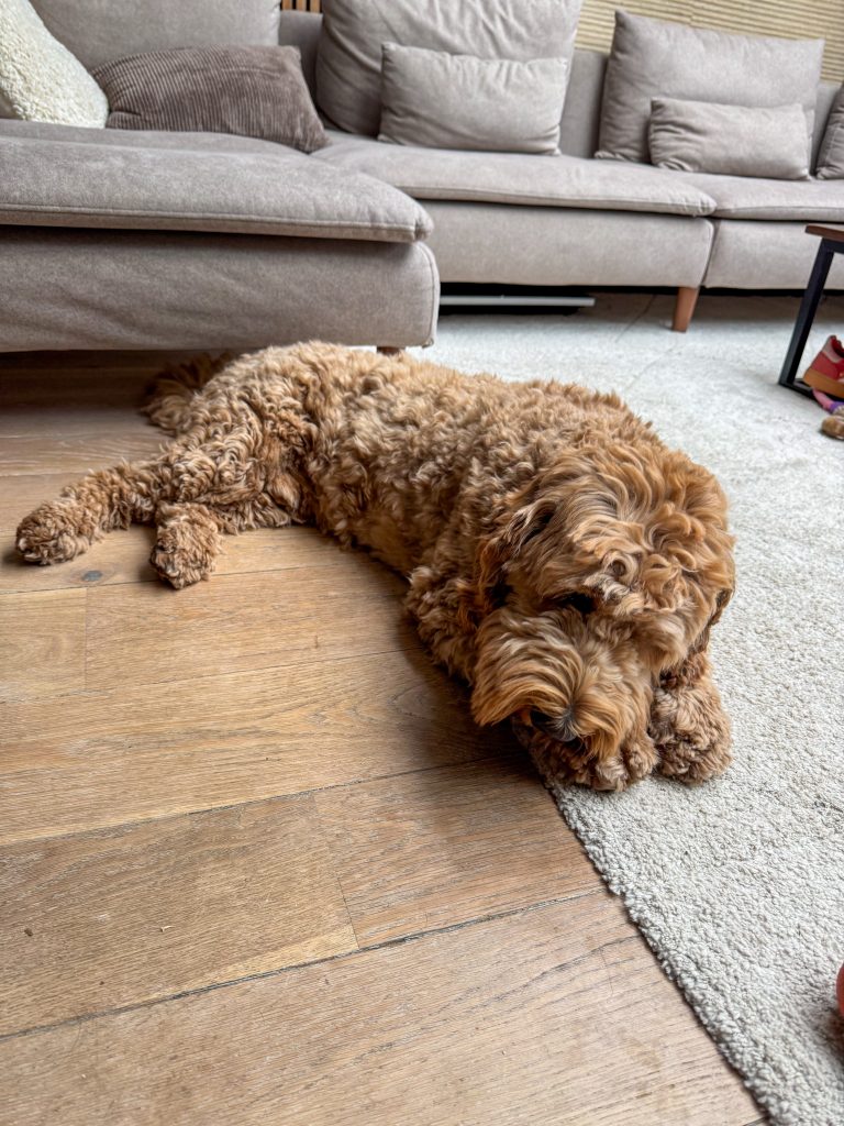 Teun knaagt aan zijn bot - Thuis bij Familie over de Kook week 41