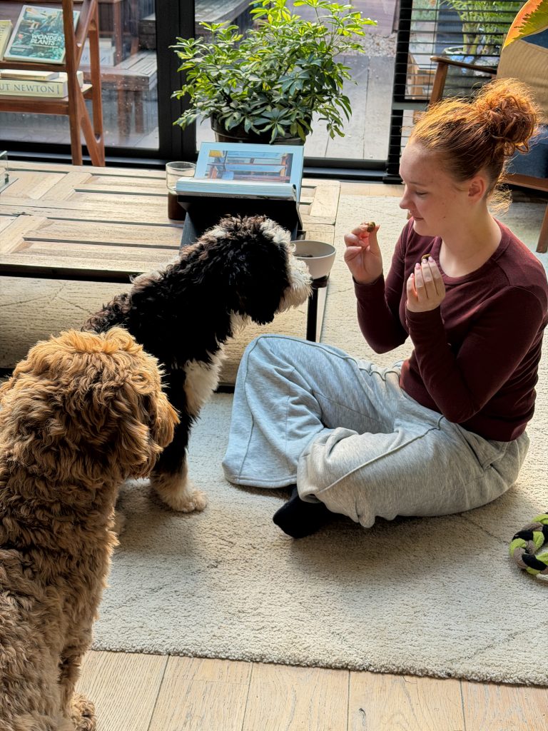 Amaranthe geeft Ledgie en Teun een hondensnack tijdens het trainen in de woonkamer.