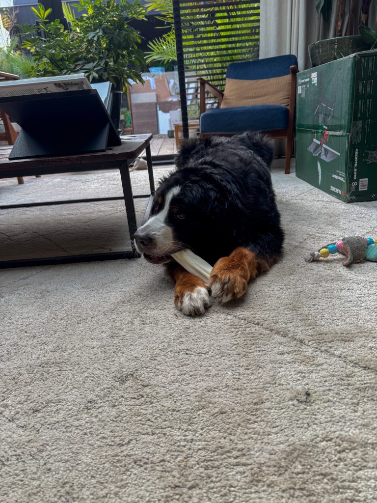 Boyd ligt relaxed op het vloerkleed en kauwt op een kluif in de woonkamer.