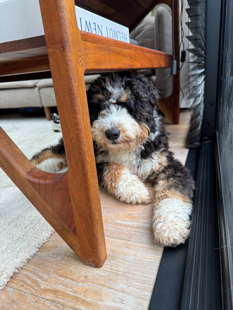 Puppy Ledgie ligt half verstopt onder de salontafel bij het raam.