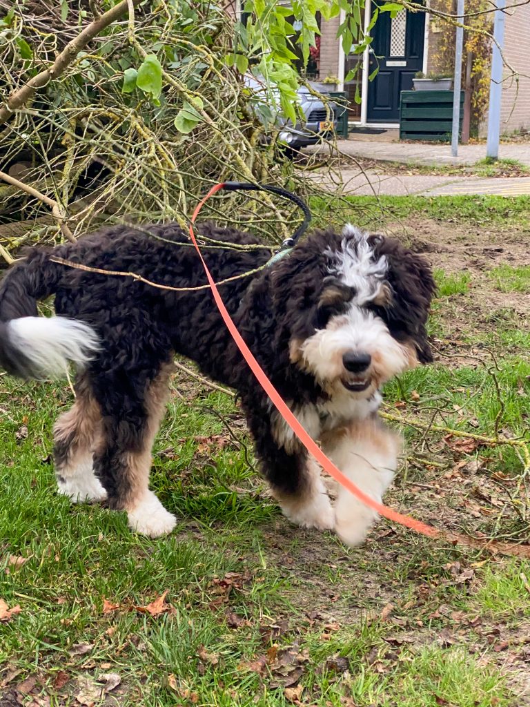 Puppy Ledgie die buiten tussen omgevallen takken snuffelt tijdens het wandelen.