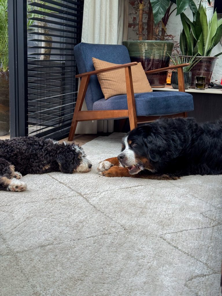 Ledgie en berner sennen hond Boyd liggen samen te slapen op het vloerkleed.