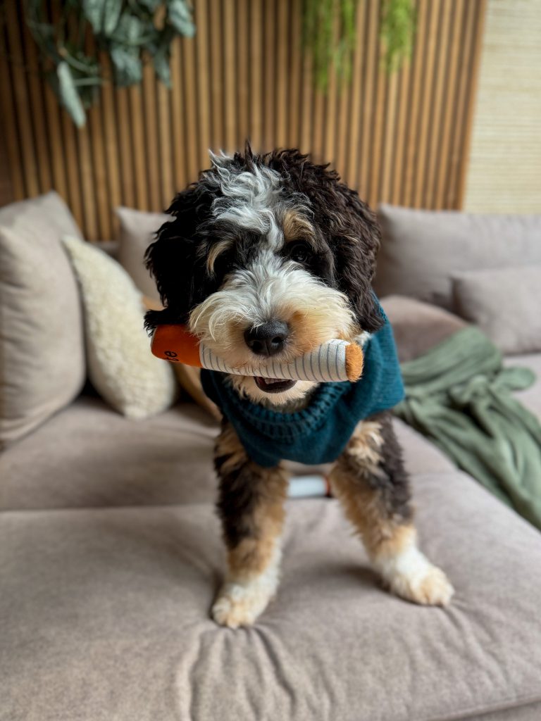 Legend kijkt de camera in met een speeltje in zijn bek