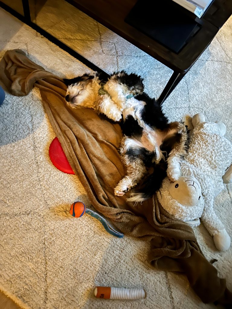 Legend ligt te slapen op zijn rug met een knuffel