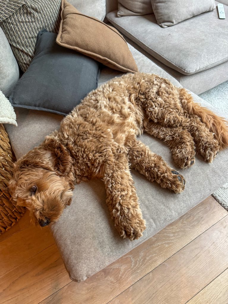 Labradoodle Teun ligt languit te slapen op de bank tussen de kussens.
