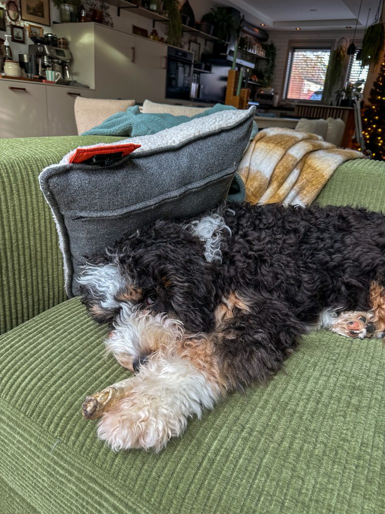 Legend ligt op de groene bank onder een kussen