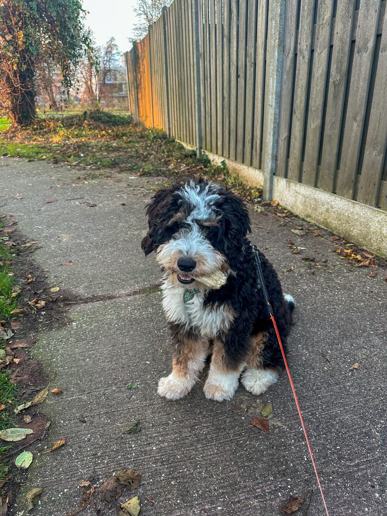 Hond zit netjes tijdens wandeling buiten met bot