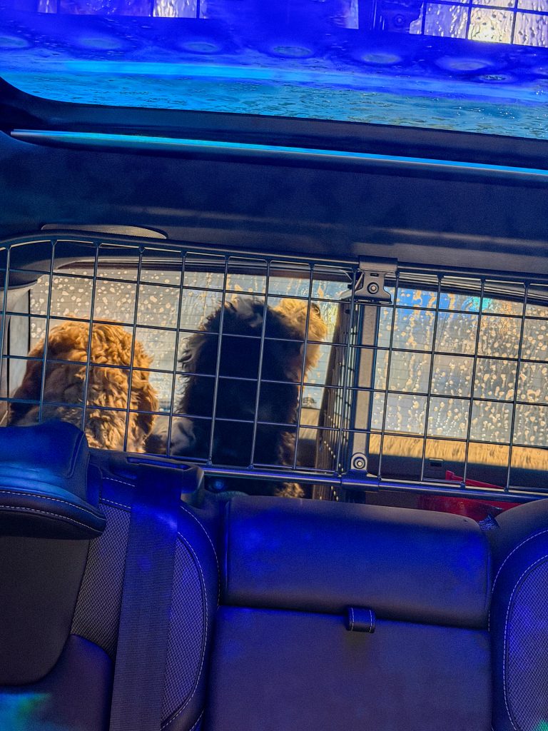 Honden zitten in de achterbak tijdens de wasstraat