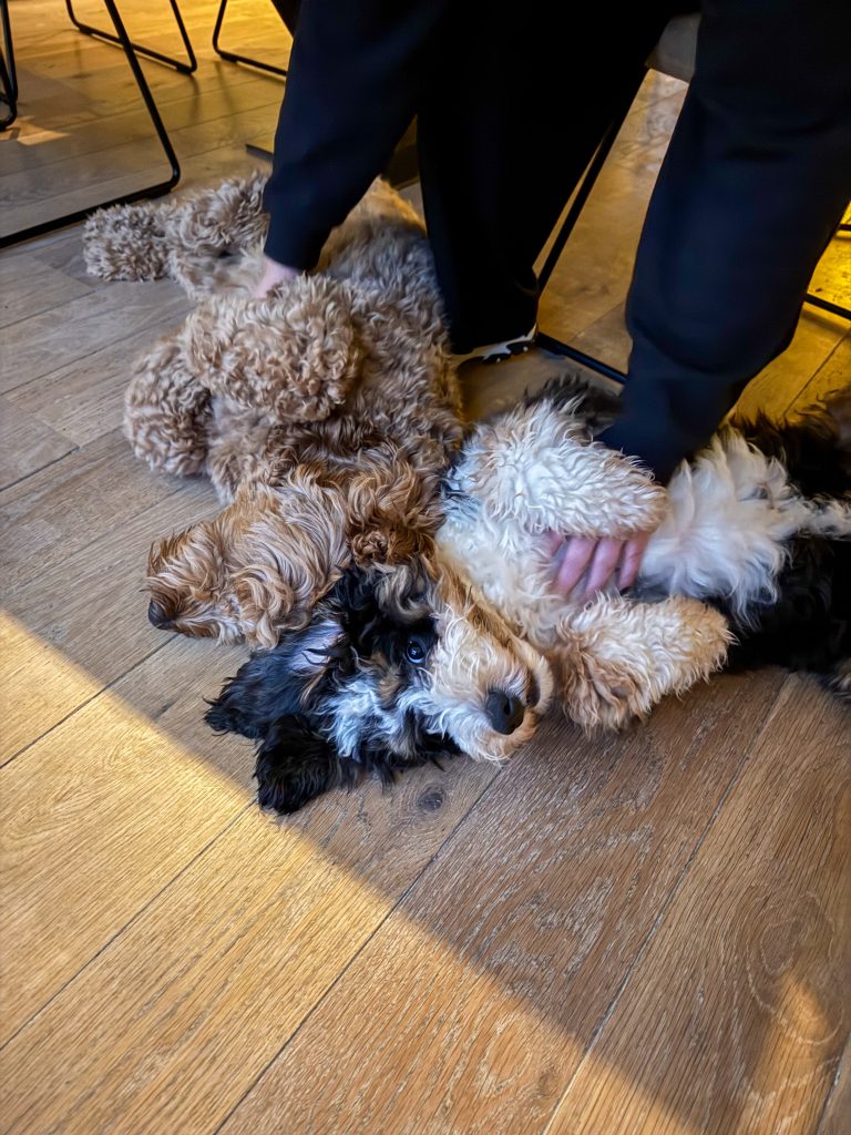 Twee honden knuffelen samen op de vloer in huis